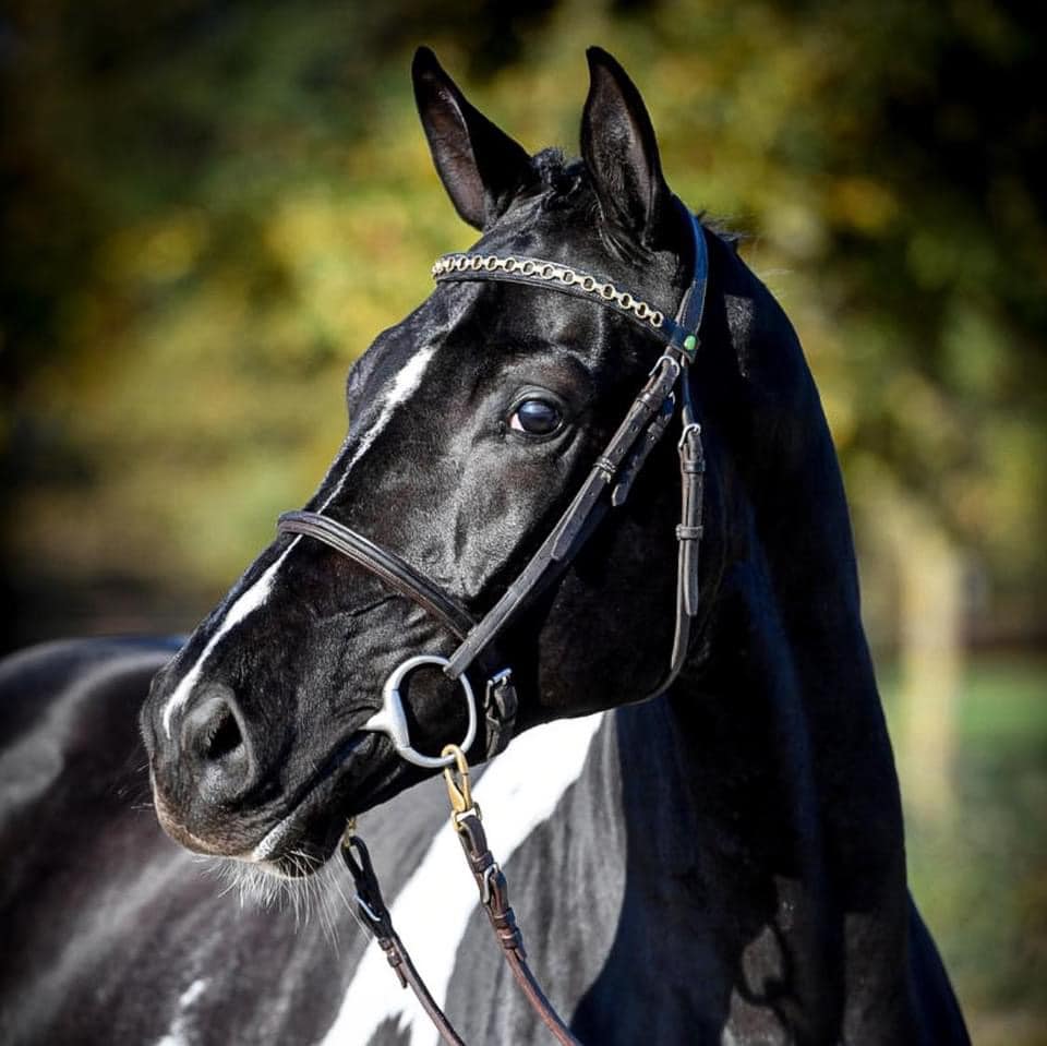 Coloured Stallions At Stud